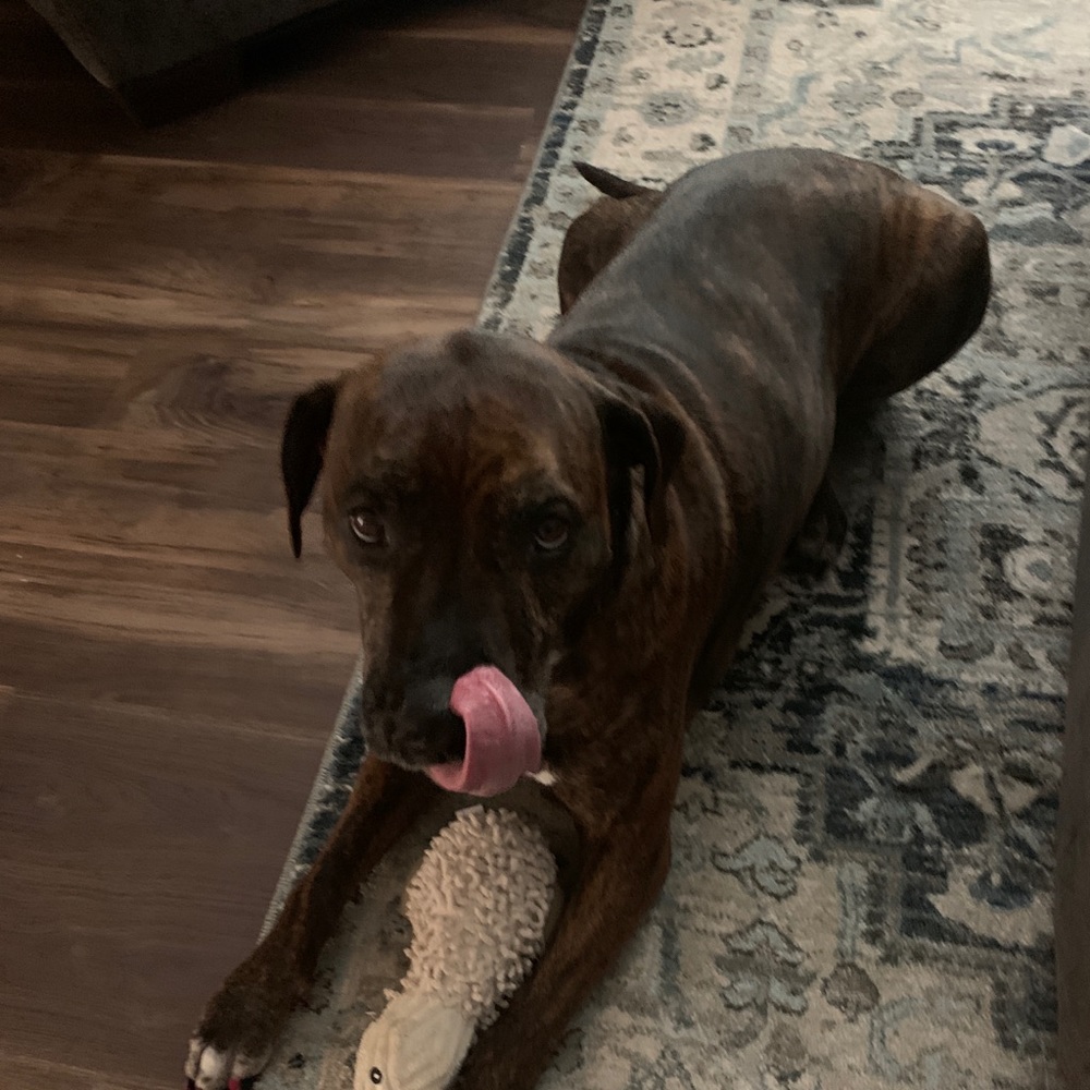 Meet your Posher, Alison